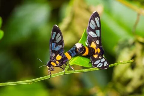 Pair of euchormiid butterfly mating Stock Photos