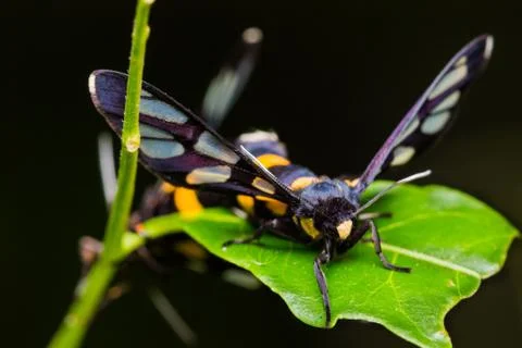 Pair of euchormiid butterfly mating Stock Photos
