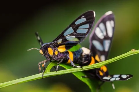 Pair of euchormiid butterfly mating Stock Photos