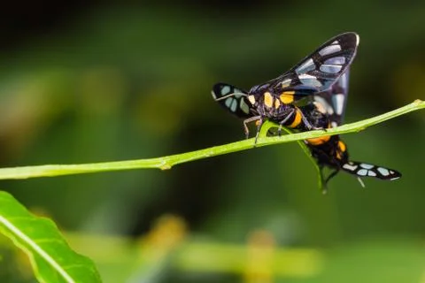 Pair of euchormiid butterfly mating Stock Photos