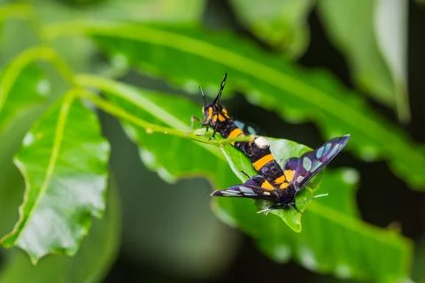 Pair of euchormiid butterfly mating Stock-Fotos