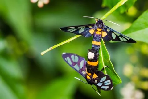Pair of euchormiid butterfly mating Stock Photos