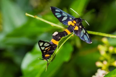 Pair of euchormiid butterfly mating Stock Photos