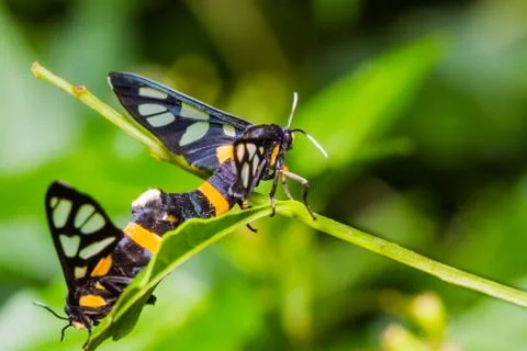Pair of euchormiid butterfly mating Stock Photos