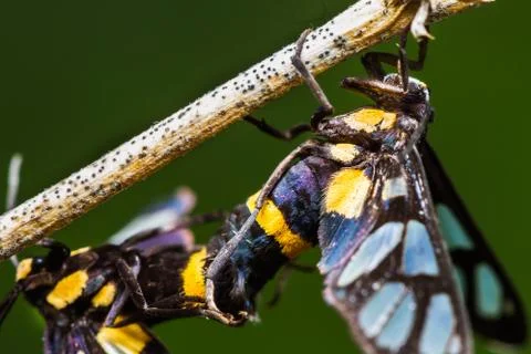 Pair of euchormiid butterfly mating Stock Photos
