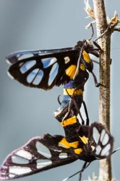 Pair of euchormiid butterfly mating Stock Photos