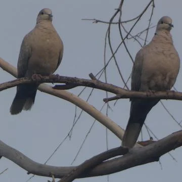 Pair of Eurasian Collared Doves Looking out from their Tree Perch over the Pond  Fotos Stock