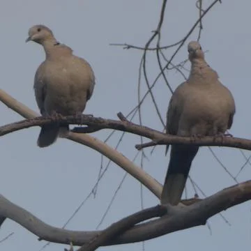 Pair of Eurasian Collared Doves Looking out from their Tree Perch over the Pond  Fotos Stock