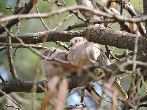 A pair of Eurasian Collared Doves perched in a tree. Stock-Fotos