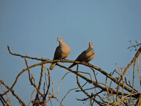 Pair of Eurasian Collared-Doves perched on a tree branch. Stock-Fotos