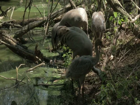 Pair of Eurasian crane (Grus grus) with chicks and droning buzz of cicadas. Stock Footage