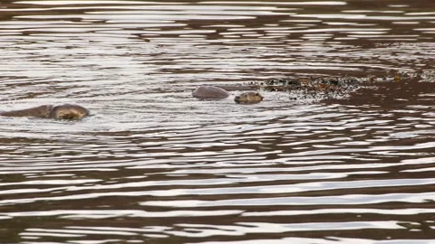 Pair of Eurasian otters playing in sea water Scotland Stock Footage 347064596