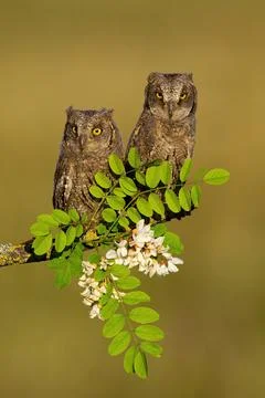 Pair of eurasian scops owl resting on blooming tree in spring Stock Photos