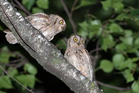 Pair of Eurasian scops owls on a tree branch at night Fotos Stock