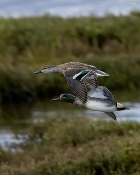 Pair of Eurasian Teal Flying Over Wetlands at Bull Island, Dublin, Ireland Fotos Stock
