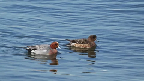A Pair Of Eurasian Wigeons Stock Footage 333831672