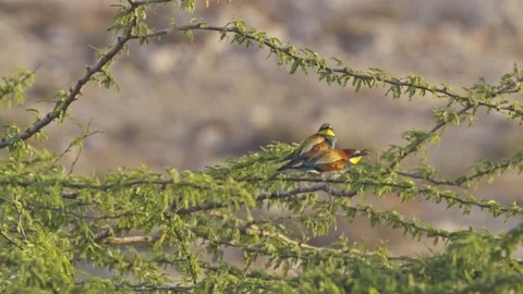 Pair of European bee-eater (Merops apiaster) Stock Footage 204781604