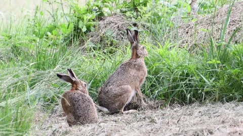 Pair of European Brown hares aka Lepus europaeus. Stock Footage 276754053