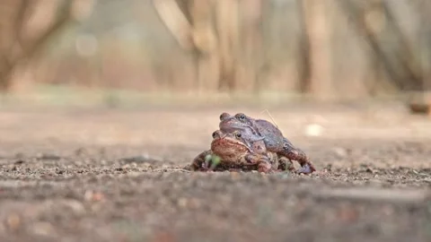 Pair of European Common Toad Frog Mating Amplexus during Breeding Season in Park Stock Footage 237967802