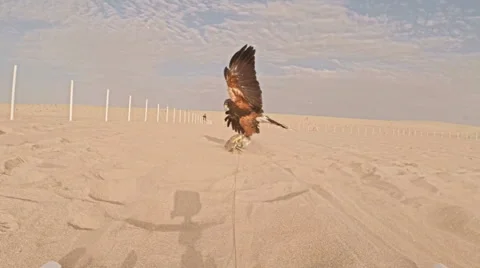 Pair of falconers training Harris hawk with lure in the desert Vídeo Stock 67669979