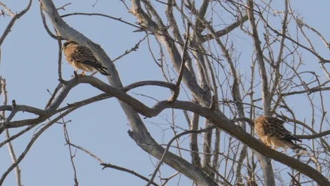 Pair of falcons on tree Stock Footage 90966616