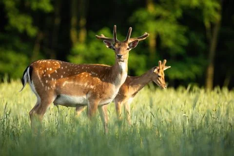 Pair of fallow deer stags standing on meadow in the summer. Stock Photos