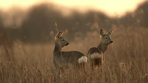 Pair of Female Roe Deer (Capreolus capreolus) at sunset, Cotswolds, UK 스톡 동영상 296239492
