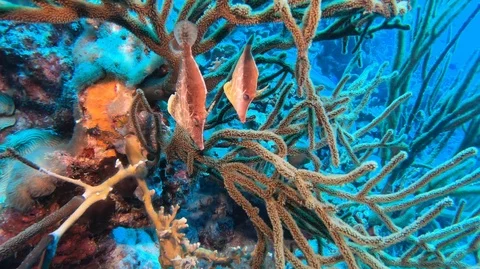 Pair of filefish Stock Footage 105529816