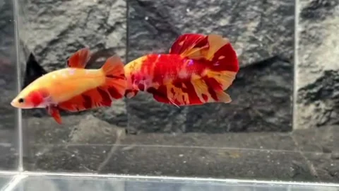 A pair of fire nemo betta fish Stock Footage 245493948