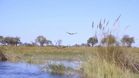 Pair of fish eagles flying away from rivers edge over the marsh slow motion Stock Footage 81565107