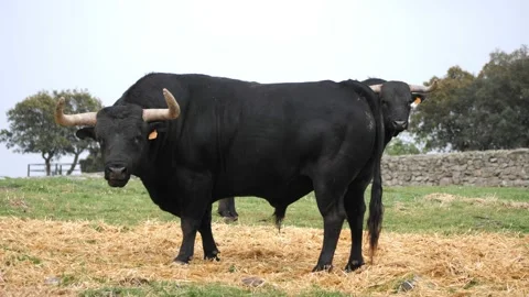 Pair of five yera old spanish fighting bulls grazing some hay in a meadow. Stock-Footage 152887473