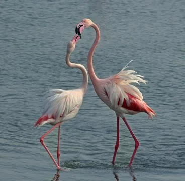 A pair of flamingo Stock-Fotos