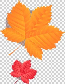 Pair of flat design orange-yellow and red autumn leaves are floating on Ilustração Stock