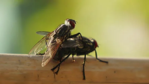 A pair of flies insect mating in close up stock footage Vídeo Stock 309141092