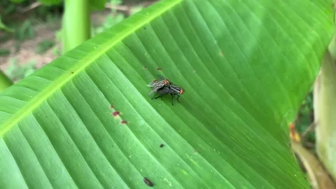 A pair of flies mating on a banana leaf in the morning Stock Footage 302240010