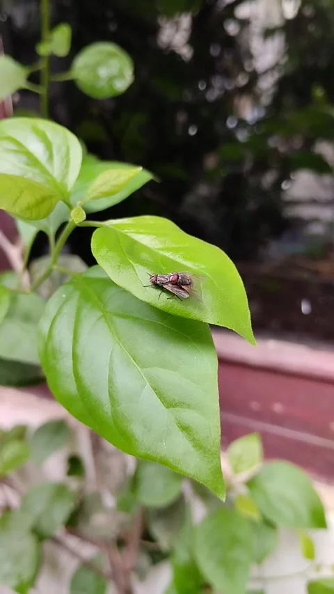 A pair of flies mating Stock Footage 290856882