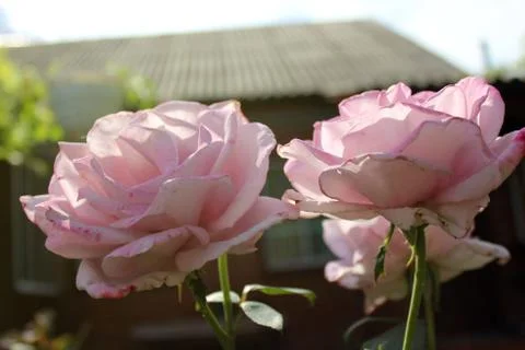 A pair of flowering roses Stock Photos