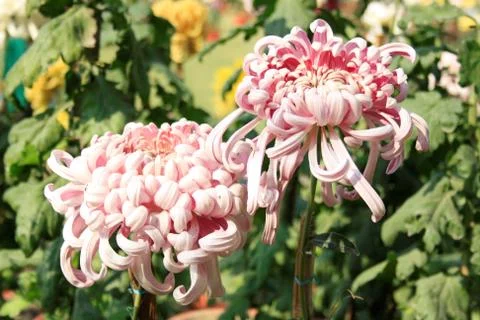 Pair of flowers Stock Photos