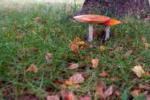 A pair of fly agarics with red-orange hats near a tree trunk. Stock Photos