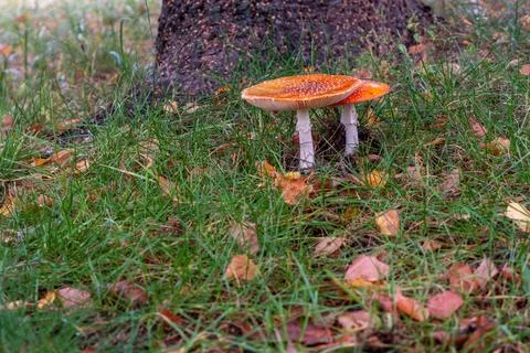 A pair of fly agarics with red-orange hats near a tree trunk. Stock Photos
