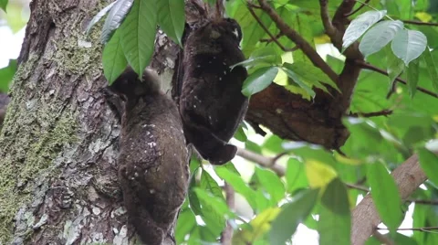 Pair of Flying Lemurs moving slowly Video stock 40464458