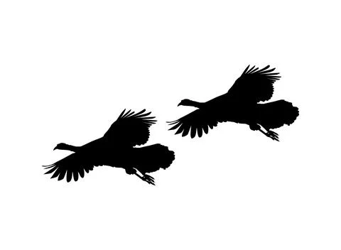 Pair of the Flying Turkey Silhouette Ilustração Stock