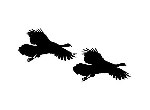 Pair of the Flying Turkey Silhouette Ilustração Stock