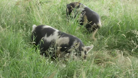 Pair of Foraging Kune Kune Grass Fed Pigs in Meadow Видео 224335101
