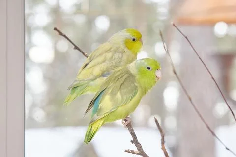 A pair of forepus parrots while walking around the room. Pets. Stock Photos