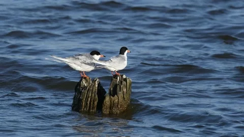 A Pair of Forster's Terns Preening on Logs Stock Footage 130614672