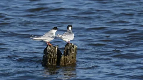 A Pair of Forster's Terns Preening on Logs Stock Footage 130614689