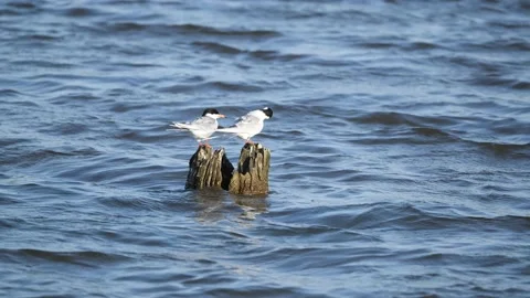 A Pair of Forster's Terns Preening on Logs Stock Footage 130614702