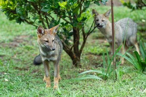 A pair of foxes walking on the grass close to a bush Foto stock