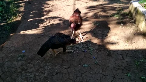 A pair of free-range chickens eating food off the ground in a rural farm ya.. Stock Footage 340488405